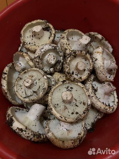 Грибы грузди