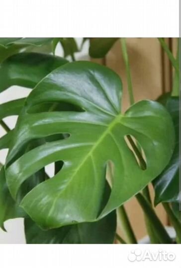 Монстера деликатесная
