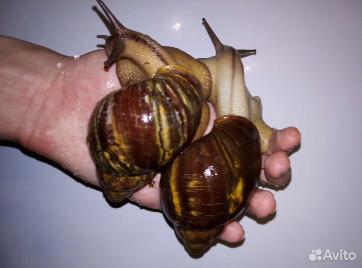 Улитки архахатины и ахатины