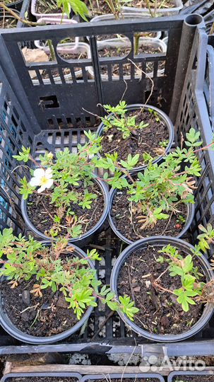 Лапчатка жёлтая, белая