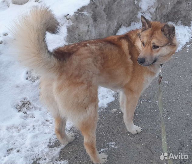 Собака в добрые руки