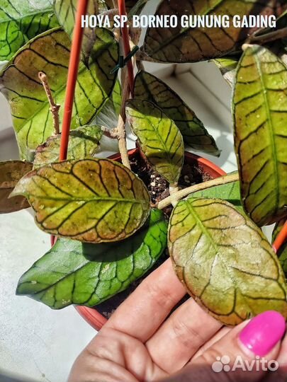 Хойя verticillata variegata, villosa, Bella, kerri