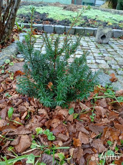 Декоративные кустарники