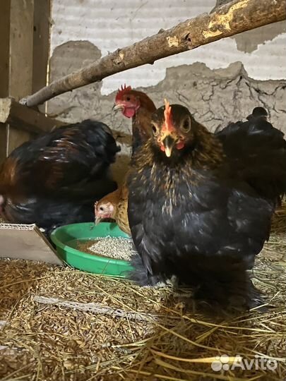 Кохинхины мини