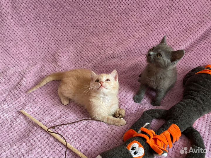 Котята в добрые руки