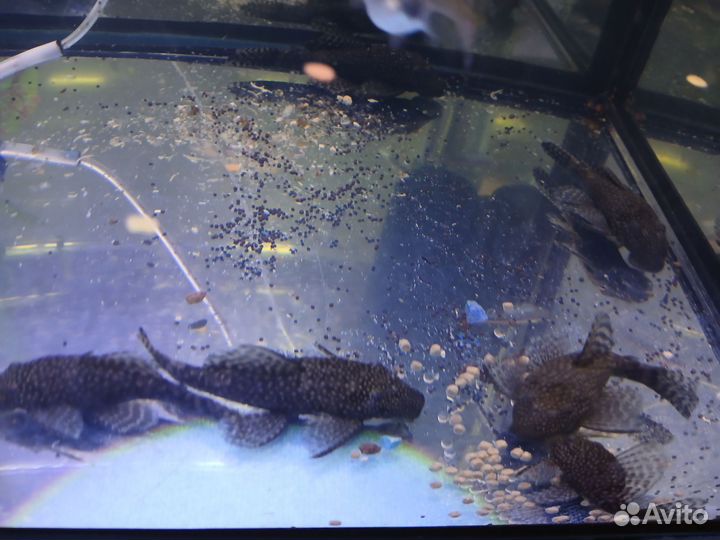 Украшения для аквариума