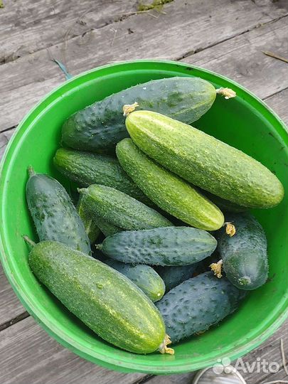 Огурцы