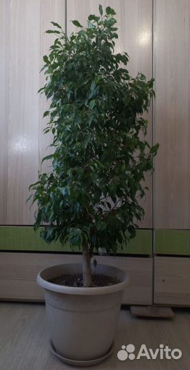 Фикус бенджамина
