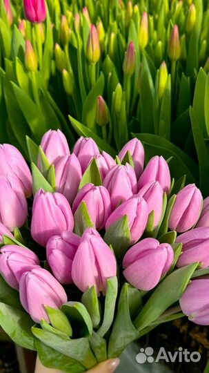 Тюльпаны в розницу и мелкий опт