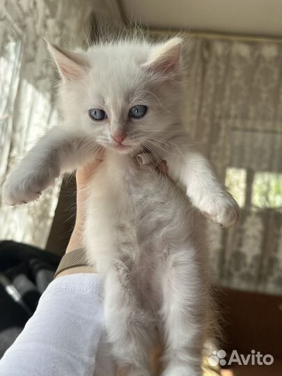 Котенок