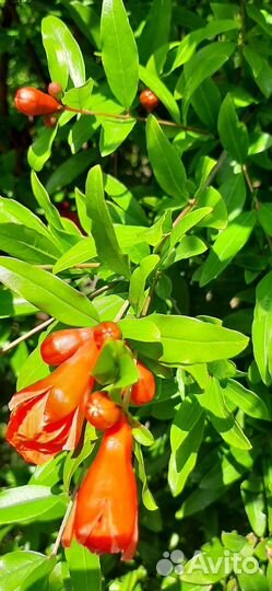 Саженец граната