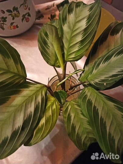 Маранта Сильвер Бэнд