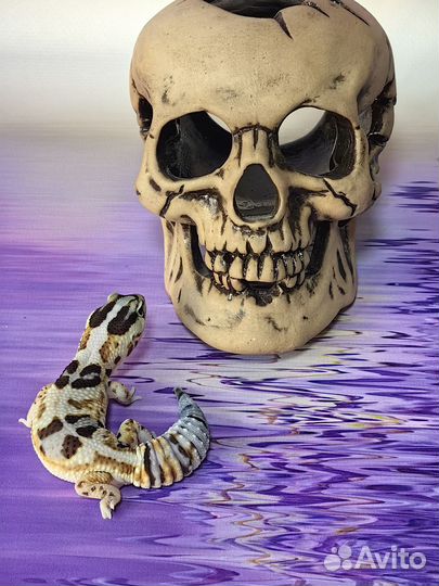 Гемитеконикс малышка