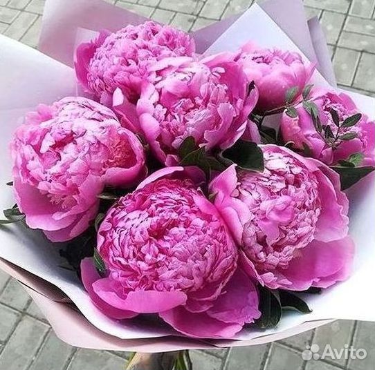Пионы Цветы Доставка