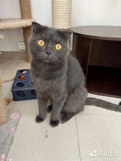 Вислоухий кот ищет дом