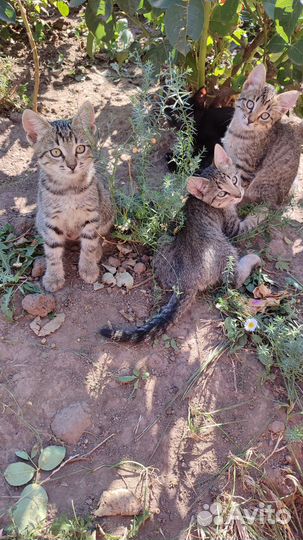 Котята в добрые руки даром