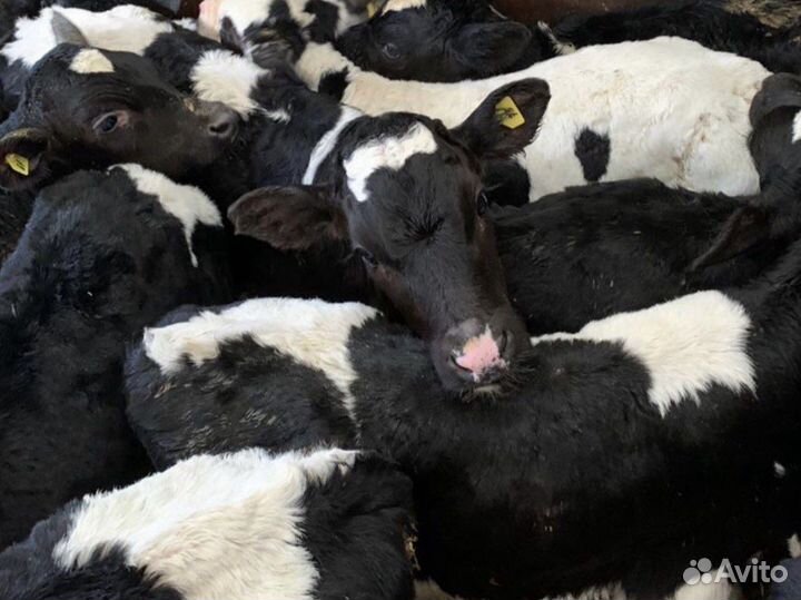 Бычки и телята