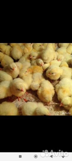 Цыплята суточные