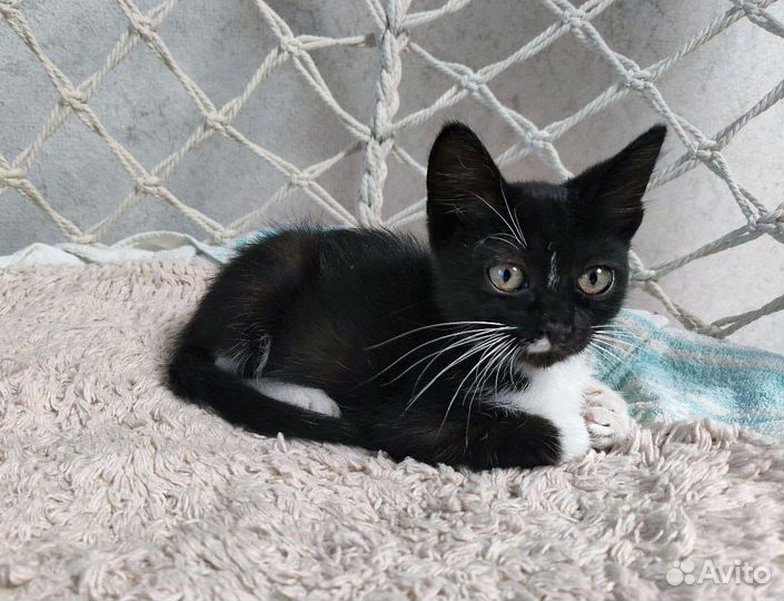 Котята бесплатно