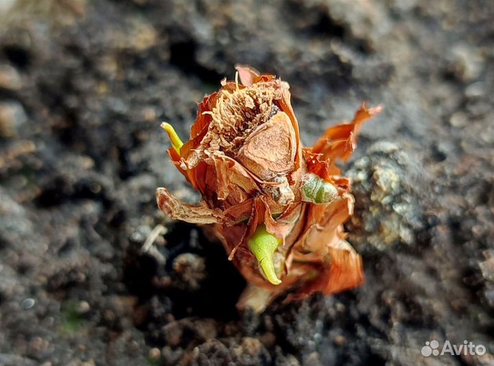 Антуриум- (мужское счастье) комнатный цветок