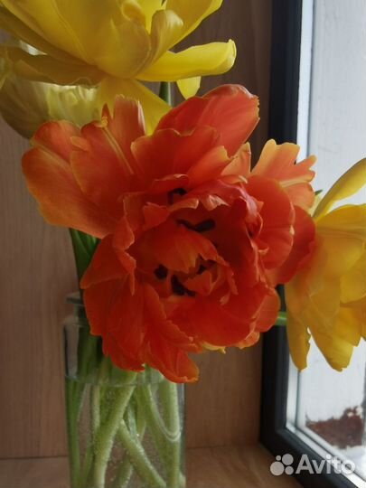 Тюльпаны пионовидные