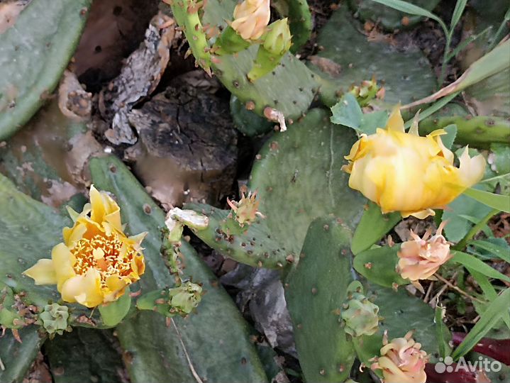 Кактус опунция