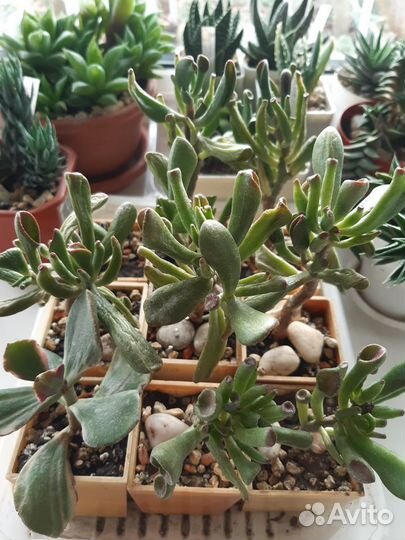 Суккуленты:Хавортии,Алоэ,Крассулы,Ластовневые