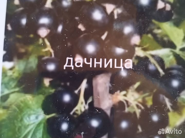 Смородина черная, красная