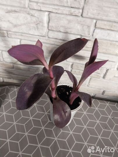 Традесканция 2 вида