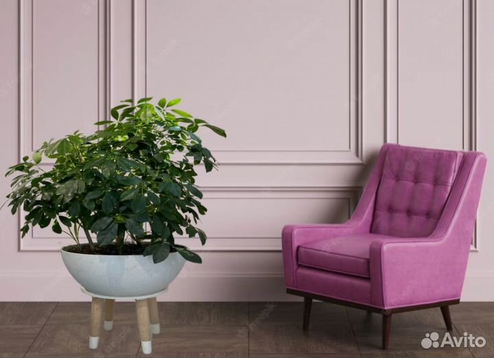 Живые растения в аренду