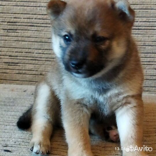 Щенки сиба ину