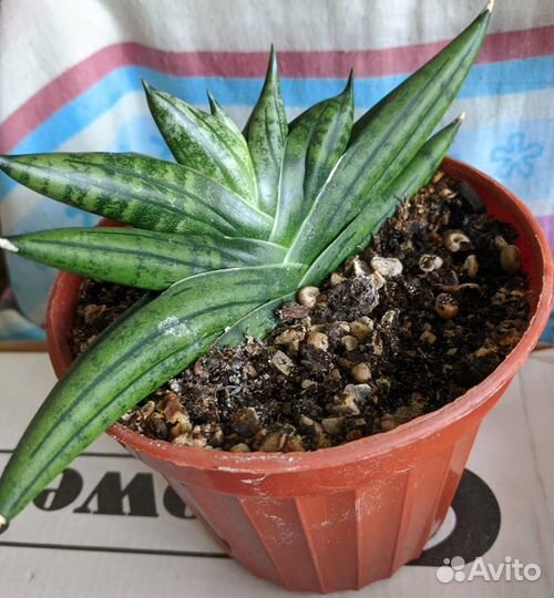 Сансевьерия цилиндрика Бонсель и Кактус Гимн