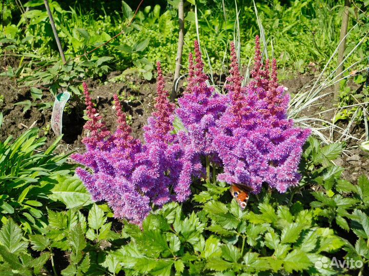 Астильба белая, фиолетовая
