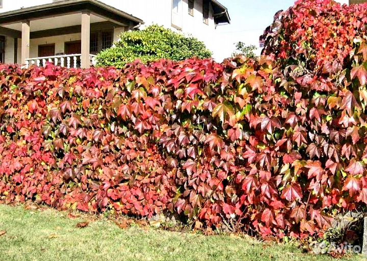 Виноград дикий