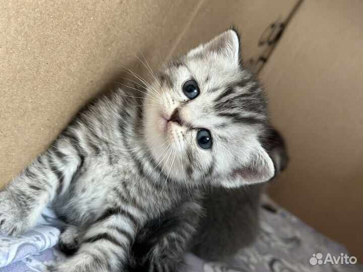 Шотладские котята