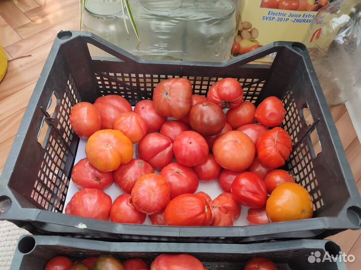 Помидоры со своего участка