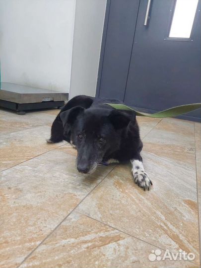 Собака сдаёт без дома