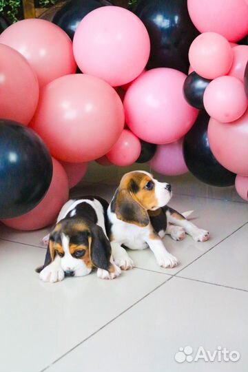 Бигль плюшки