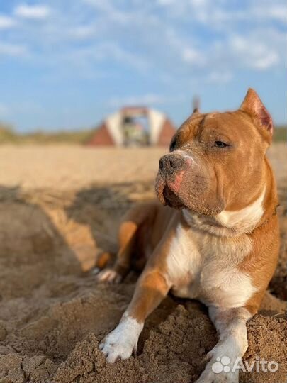 Дрессировка с Передержкой у Кинолога