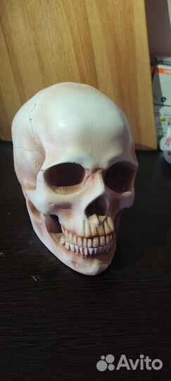 Гипсовый череп
