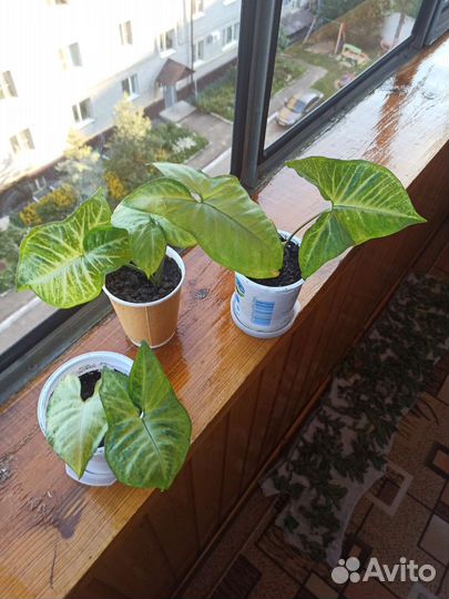 Комнатные цветы в ассортименте плюс отростки