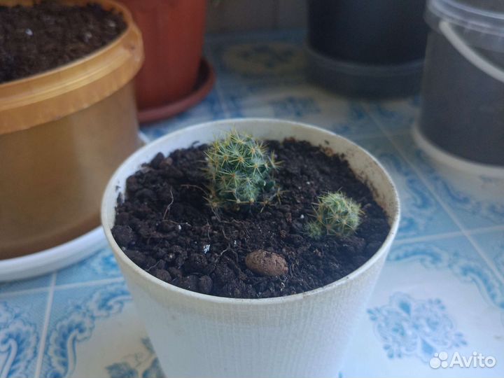 Комнатные цветы