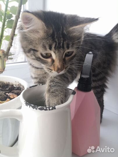 Котенок девочка бесплатно
