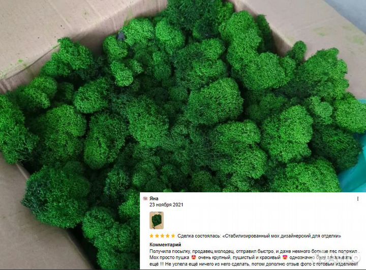 Стабилизированный мох для декора дизайн эко