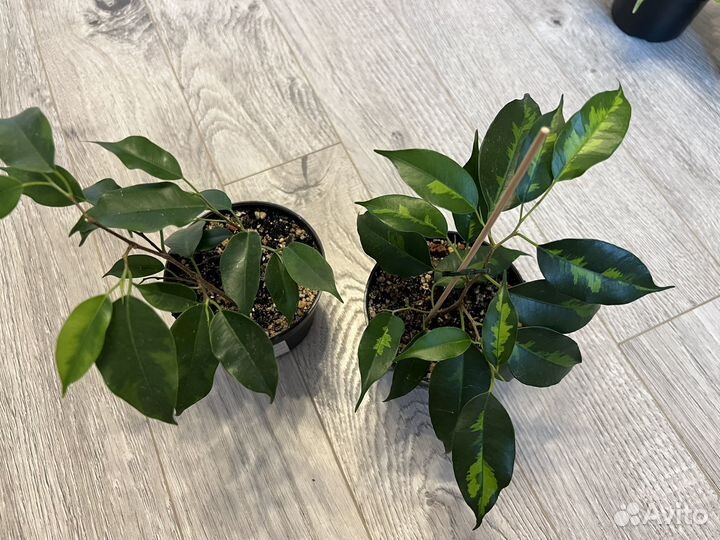 Фикус бенжамина