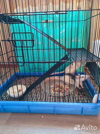 Крыса дамбо