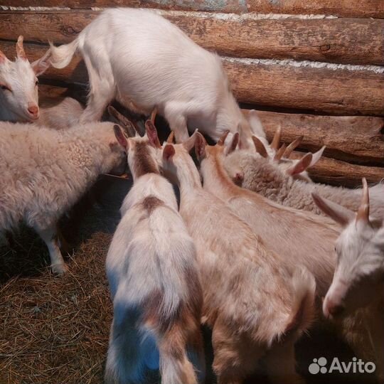 Козы, козлята