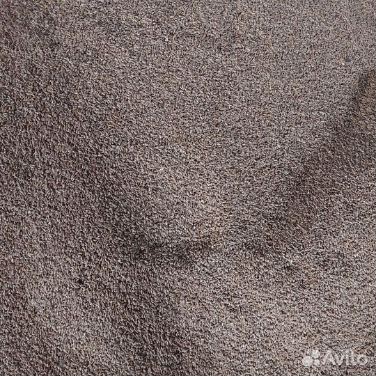 Зерно пшеница