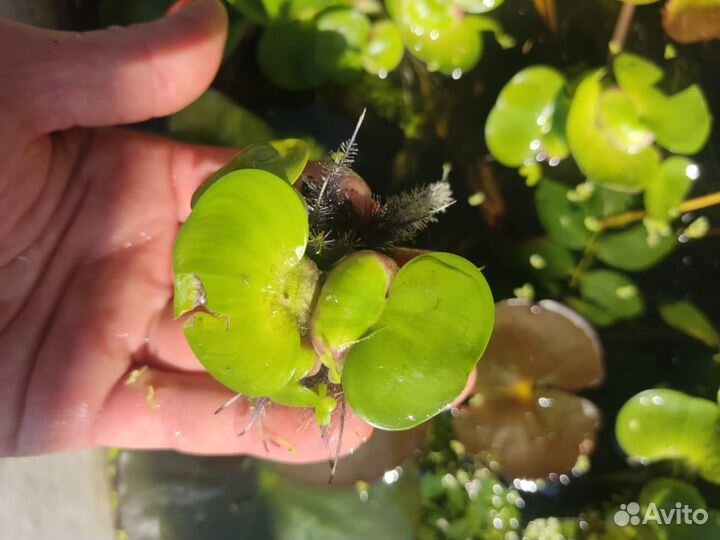 Эйхорния водный гиацинт