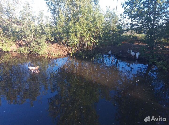 Гуси и утки